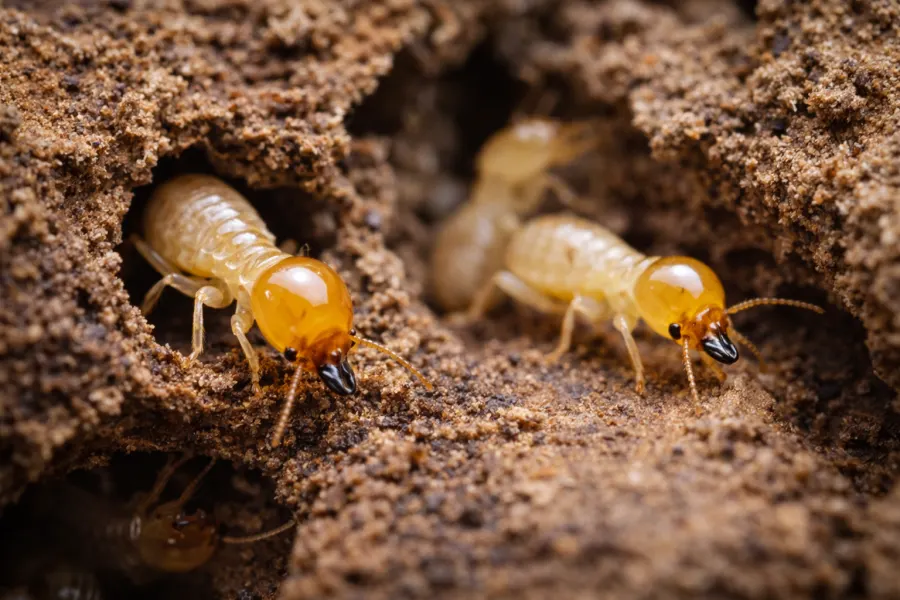 Termite Protection